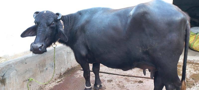 buffalo for sale 0