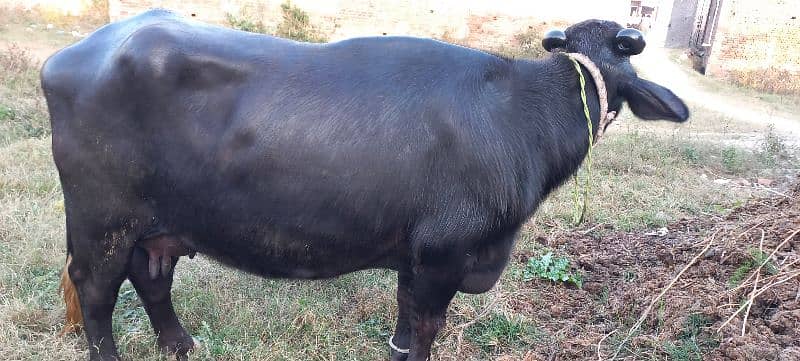 buffalo for sale 2