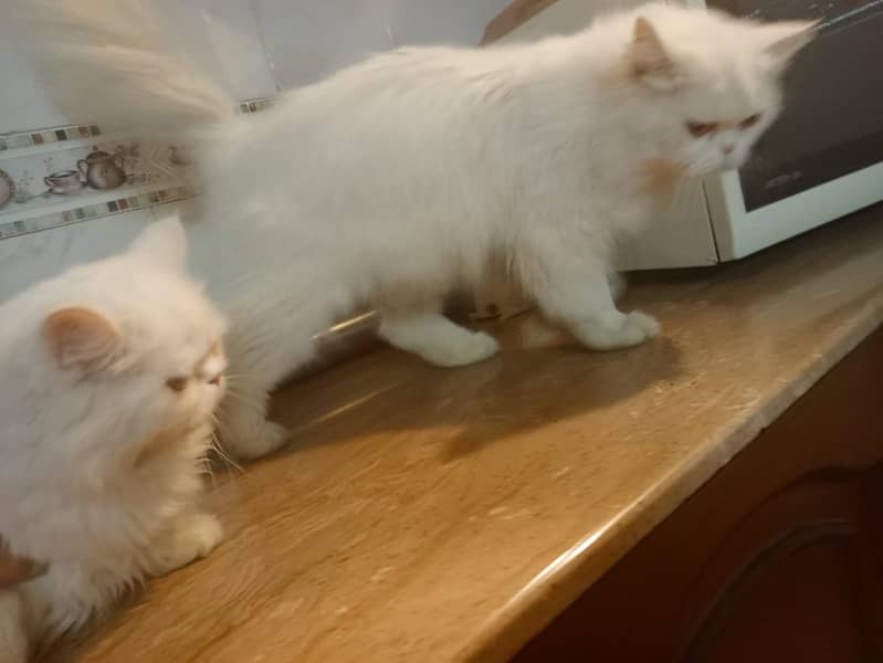 Persian kitten pair 4