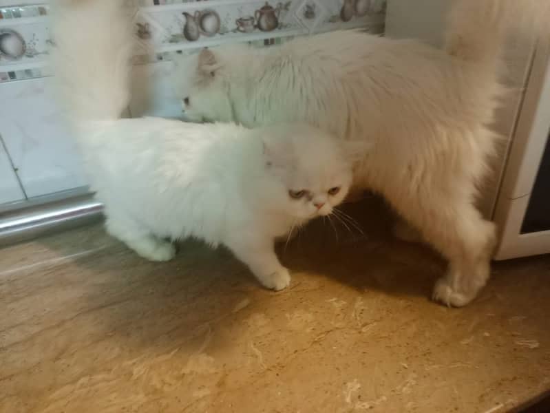 Persian kitten pair 6