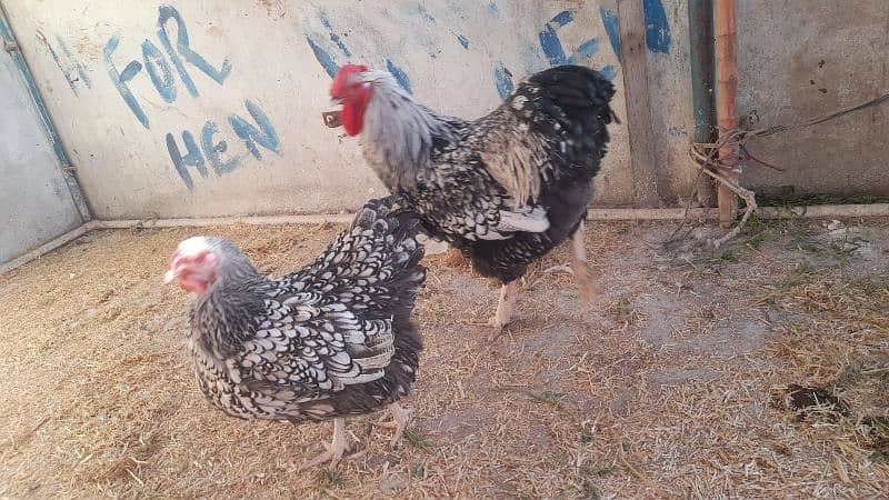 SILVER LACED WYNDOT FOR SALE EGGS AND CHICKS ALSO AVAILABLE DIFRNT 0