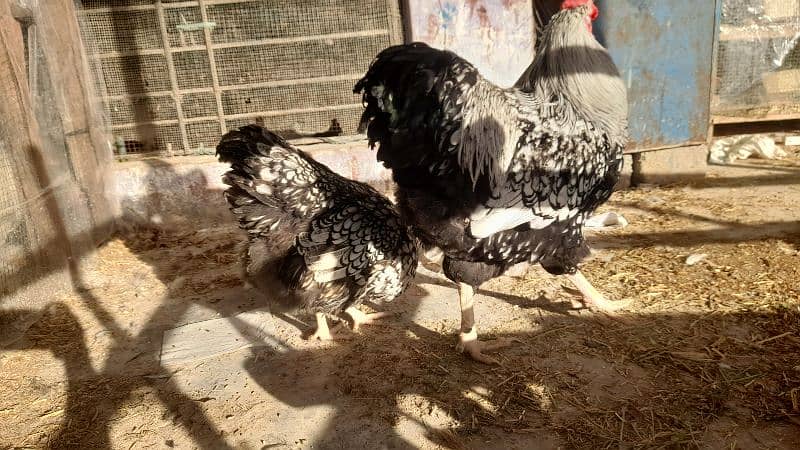 SILVER LACED WYNDOT FOR SALE EGGS AND CHICKS ALSO AVAILABLE DIFRNT 1