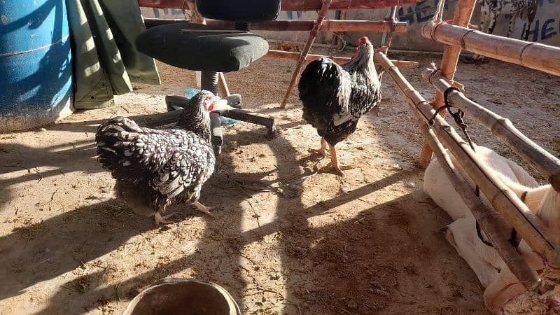 SILVER LACED WYNDOT FOR SALE EGGS AND CHICKS ALSO AVAILABLE DIFRNT 2