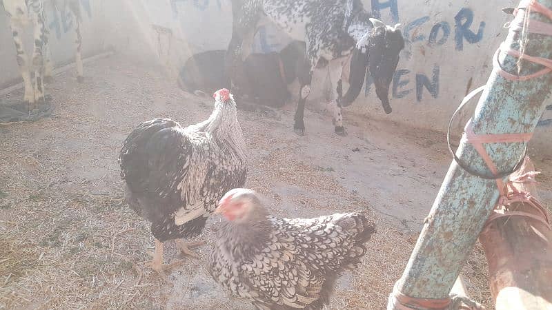 SILVER LACED WYNDOT FOR SALE EGGS AND CHICKS ALSO AVAILABLE DIFRNT 4