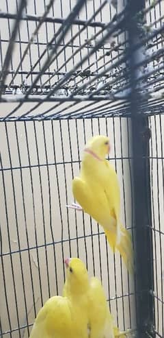 yellow Ring neck ring birds thailand blood line