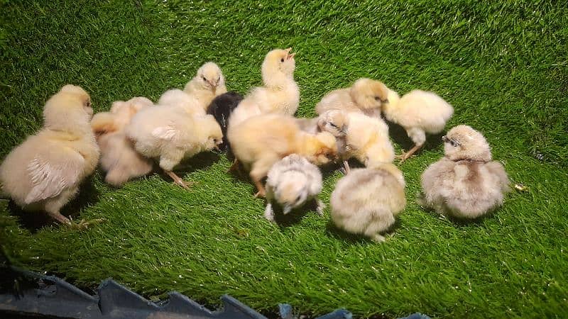 SILVER LACED WYNDOT FOR SALE EGGS AND CHICKS ALSO AVAILABLE DIFRNT 5