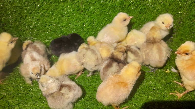 SILVER LACED WYNDOT FOR SALE EGGS AND CHICKS ALSO AVAILABLE DIFRNT 7