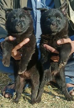 black shepherd long coat pair for sale 03059919953 WhatsApp content