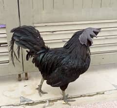 Ayam Cemani (Grey Tongue) Fancy Breed.