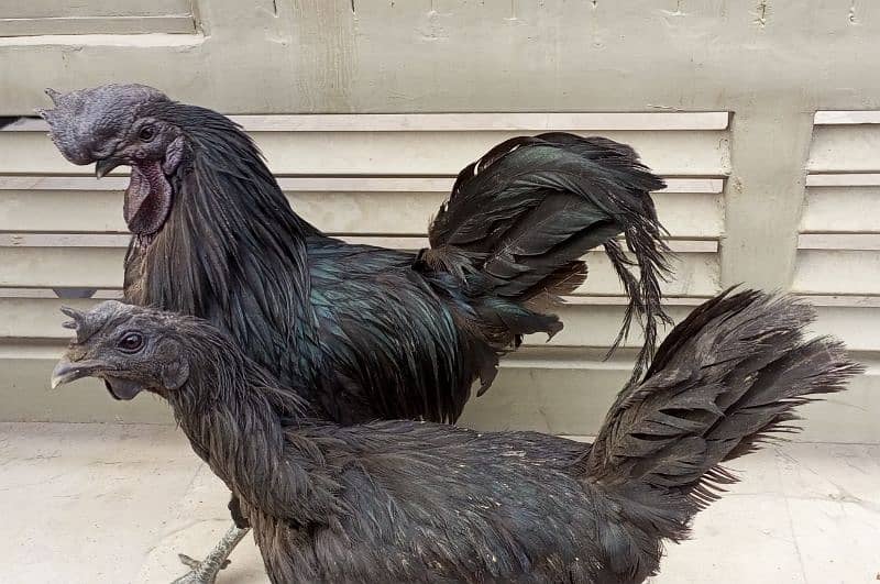 Ayam Cemani (Grey Tongue) Fancy Breed. 1