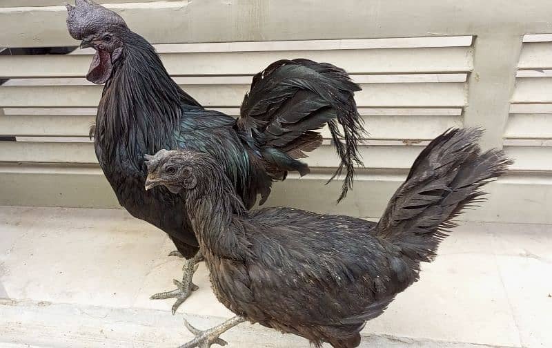 Ayam Cemani (Grey Tongue) Fancy Breed. 2