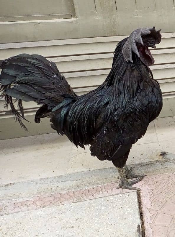 Ayam Cemani (Grey Tongue) Fancy Breed. 5