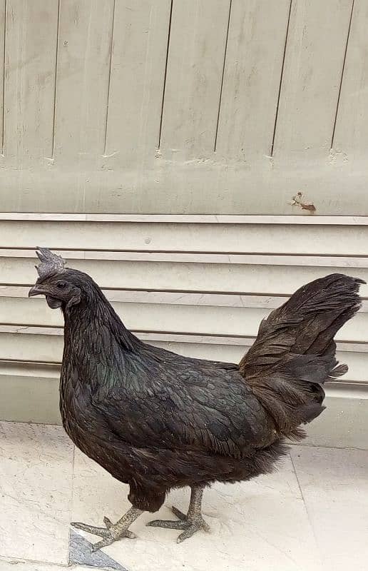 Ayam Cemani (Grey Tongue) Fancy Breed. 6