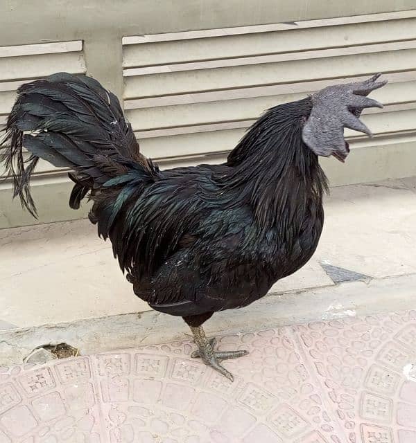 Ayam Cemani (Grey Tongue) Fancy Breed. 7