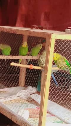 whild budgies ready to bread.