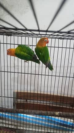 lovebird