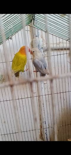 love birds breeder setup for sale