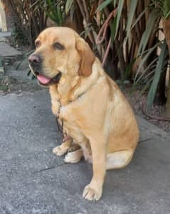 British Labrador female