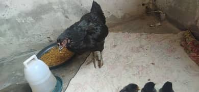 aseel hen with 4 aseel chicks