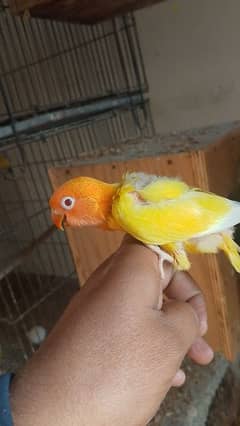 some love birds chicks for sale read full ad