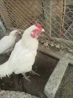 Pure White Heera Aseel Murgha And Murghi pair Urgent Sale