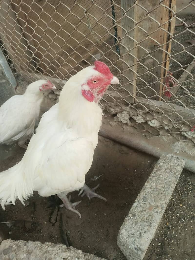 Pure White Heera Aseel Murgha And Murghi pair Urgent Sale 6