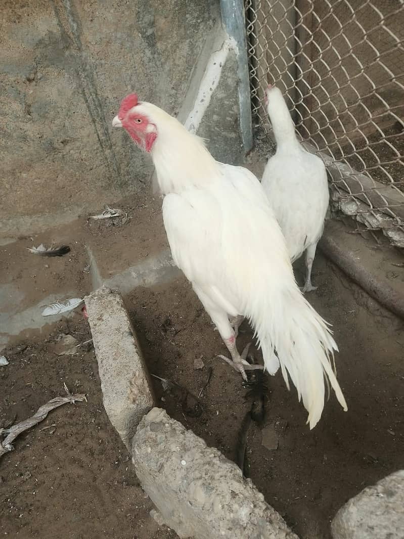 Pure White Heera Aseel Murgha And Murghi pair Urgent Sale 1