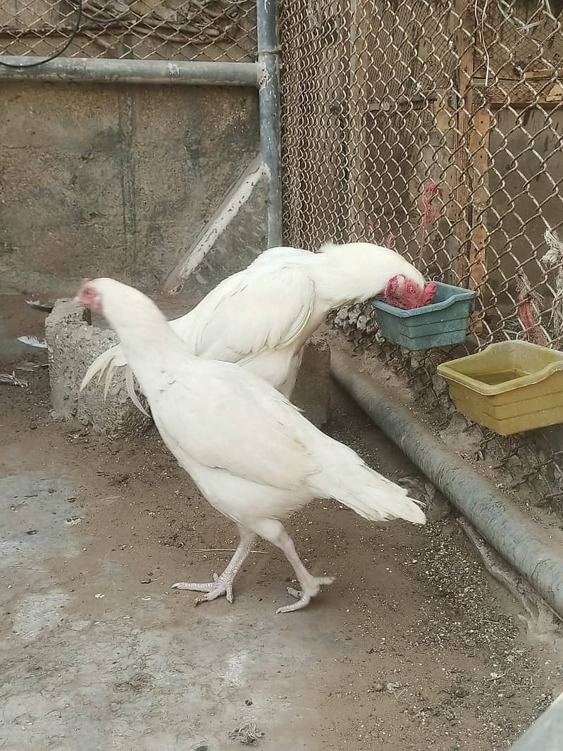 Pure White Heera Aseel Murgha And Murghi pair Urgent Sale 3