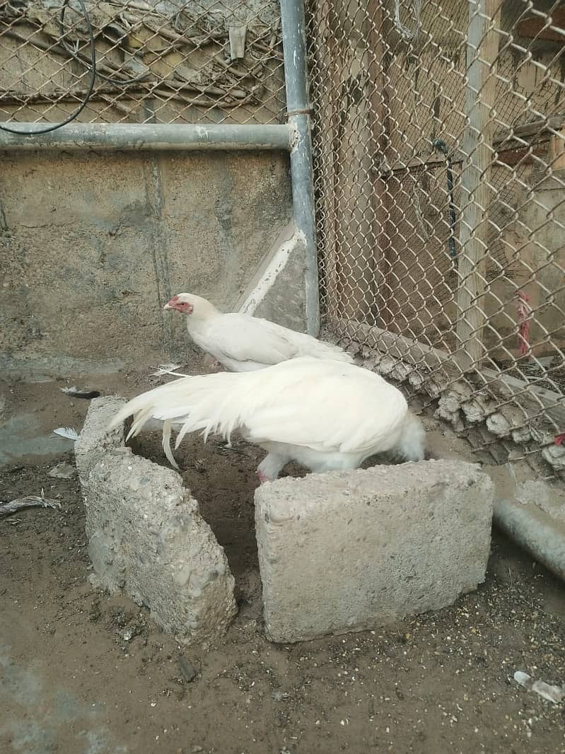 Pure White Heera Aseel Murgha And Murghi pair Urgent Sale 4