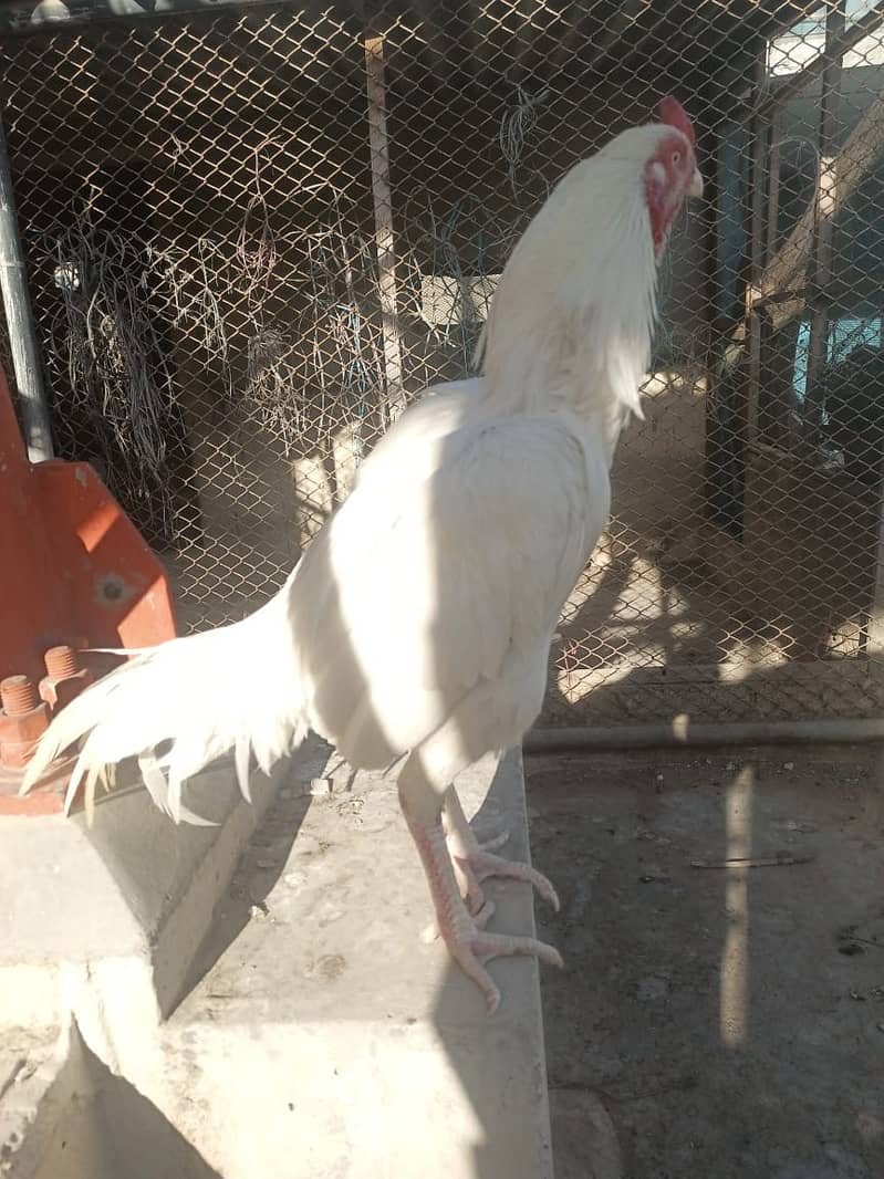 Pure White Heera Aseel Murgha And Murghi pair Urgent Sale 5