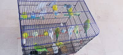 budgies 21 piece underking size with cage