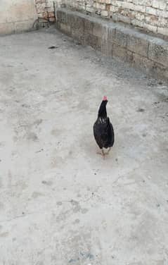 desi hen