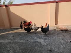 Desi Hens