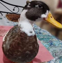 Ducks for sale in reasonable price