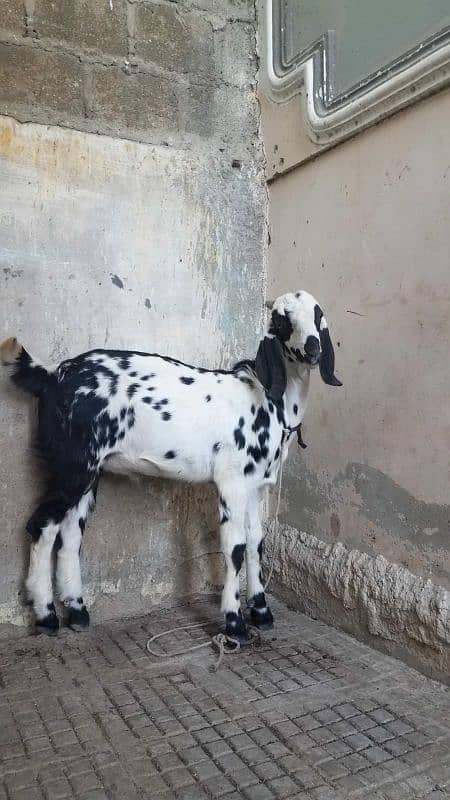 Bakra for sale. . . 2