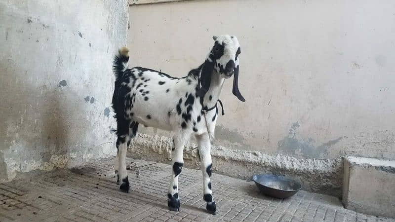 Bakra for sale. . . 3