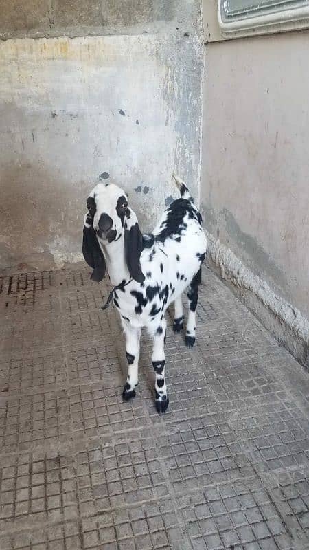 Bakra for sale. . . 5