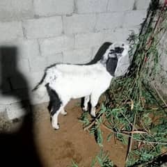 Male Goats