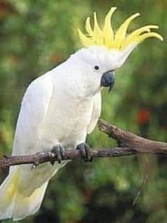 Greater Sulfur Cockatoo Breeder Fertile Male granted