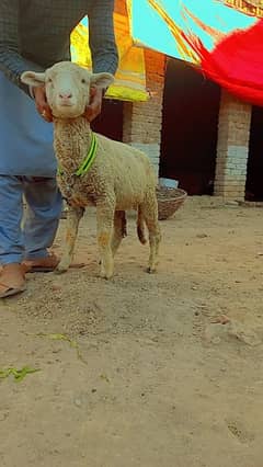 Australian Long Tail Sheep