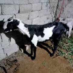 Female Goat