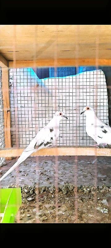 Beautiful Diamond Pied Pairs 0