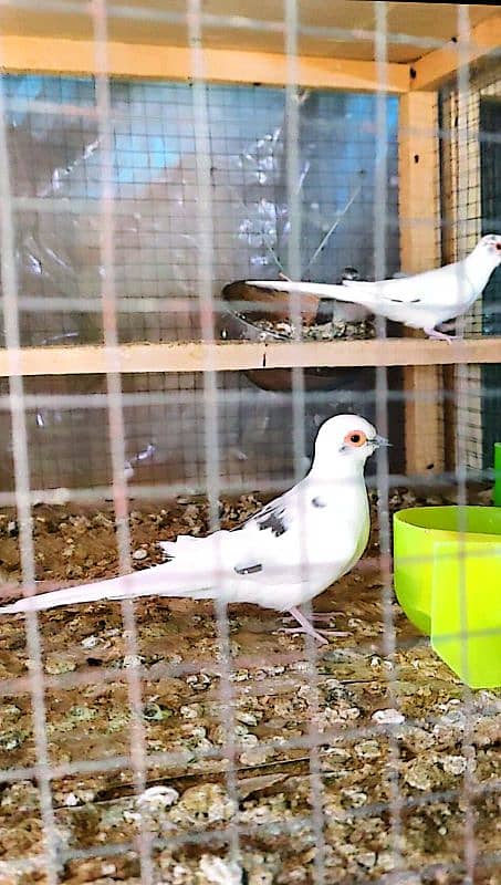 Beautiful Diamond Pied Pairs 1