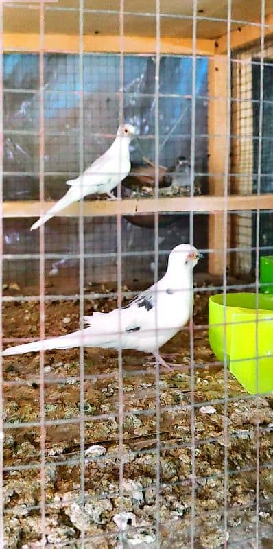 Beautiful Diamond Pied Pairs 2