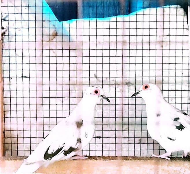 Beautiful Diamond Pied Pairs 3