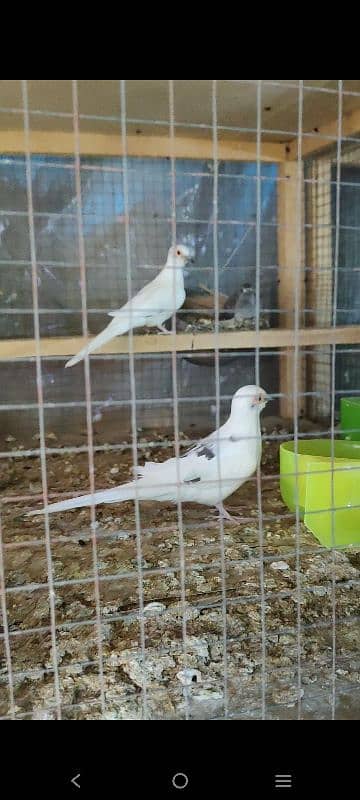 Beautiful Diamond Pied Pairs 6