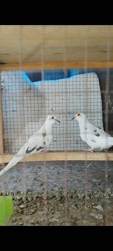 Beautiful Diamond Pied Pairs 7