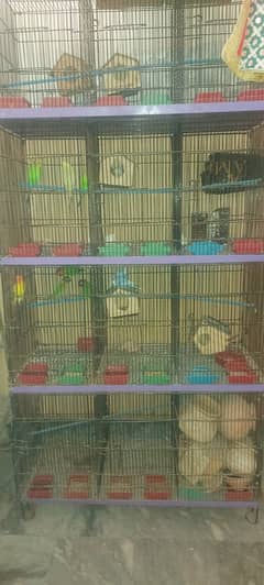 Love Birds, Cocktail, Bugies and Cages and boxes  For Sale