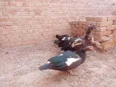 Three mug ducks with three child