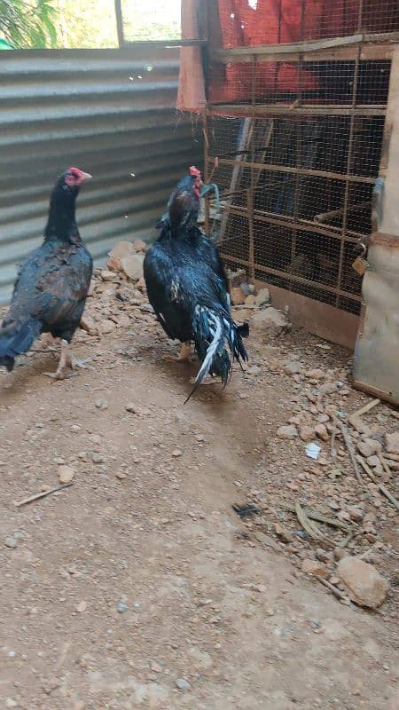 amroha or lassani chicks available 0